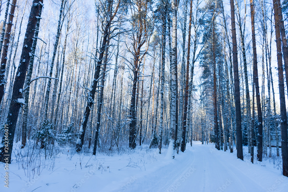 road in winter forest road in winter forest