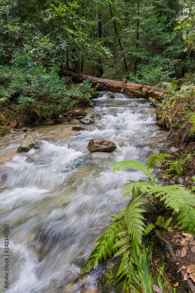 Fast running creek, Henry Cowell State Park, Felton, California Fast running creek, Henry Cowell State Park, Felton, California