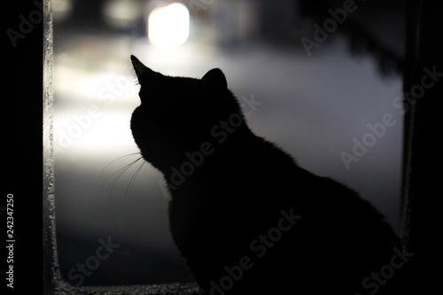 black silhouette of a cat on the window