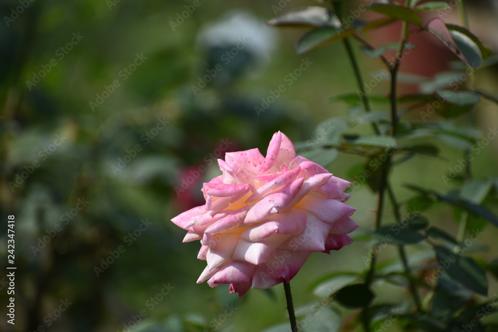Portrait of Rose flower at Botanical Garden, Mirpur, Dhaka