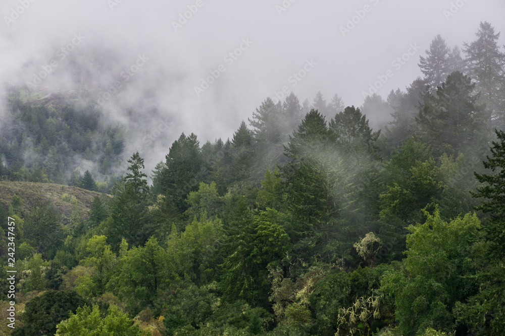 Fog rolling over hills and valleys, California Fog rolling over hills and valleys, California