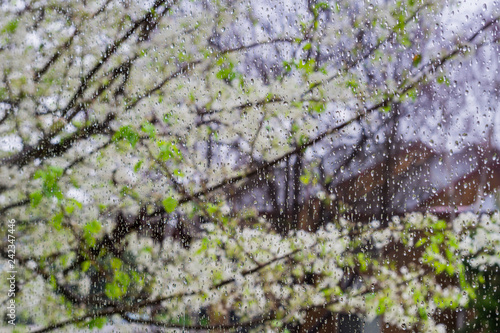 Raindrops on a window; blooming trees in the background, California