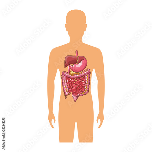 anatomy human organ cartoon