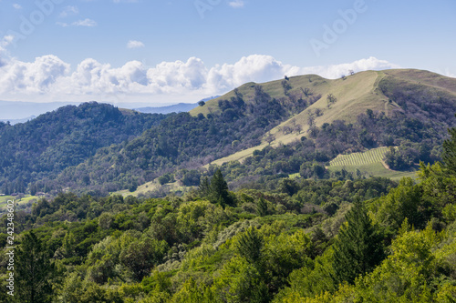 Vineyard on the hills of Sonoma County, Sugarloaf Ridge State Park, California