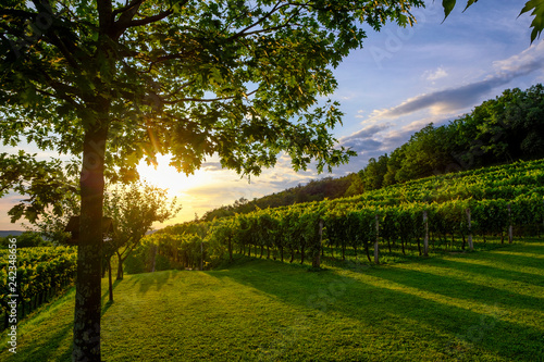 Beautiful sunset at the vineyard in Slovenia.