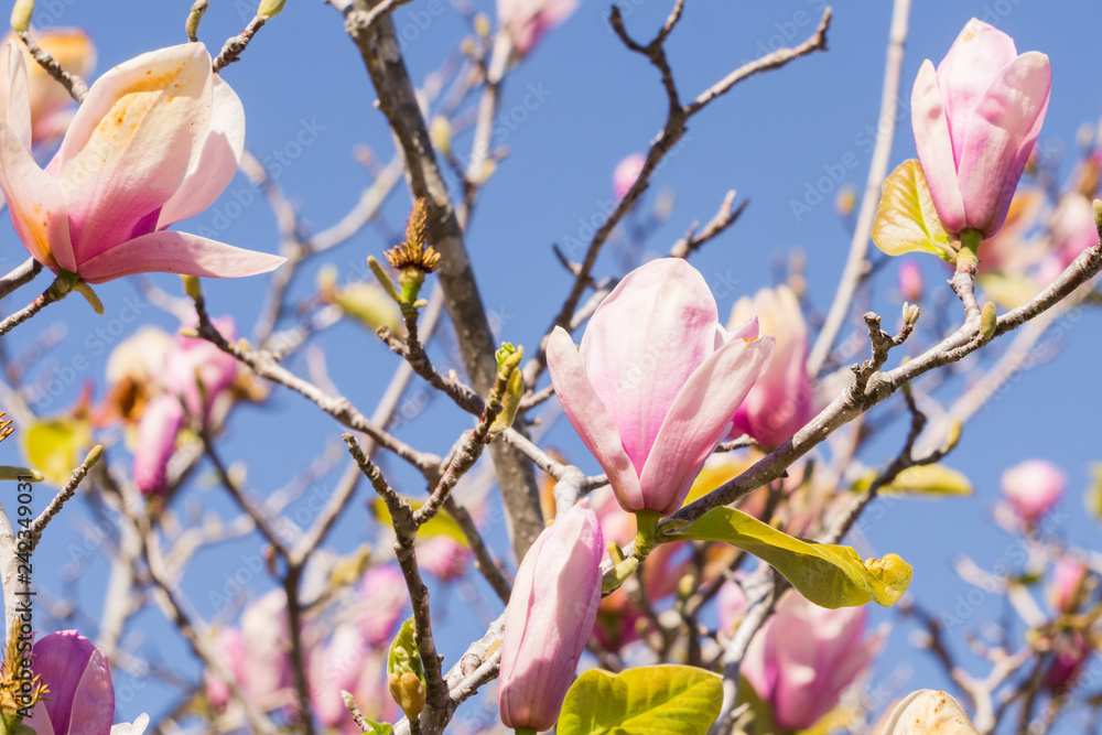 White and Pink Magnolia Blossoms against a Light Blue Sky White and Pink Magnolia Blossoms against a Light Blue Sky