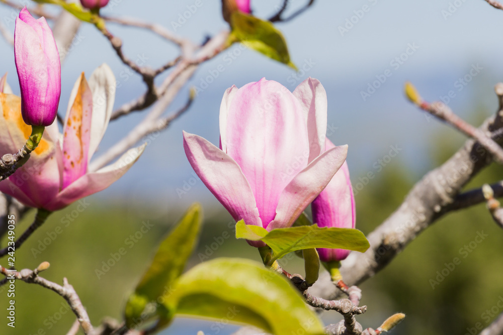 White and Pink Magnolia Blossoms against a green blurred background White and Pink Magnolia Blossoms against a green blurred background