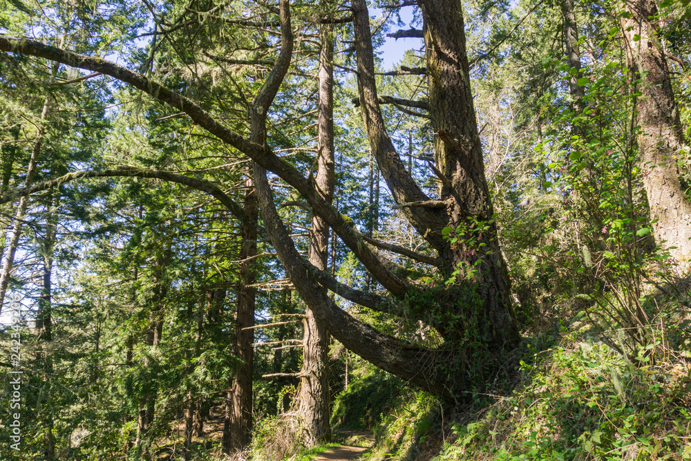 Obraz premium Large and twisted pine tree, California