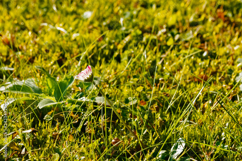 Daisy in the grass Daisy in the grass