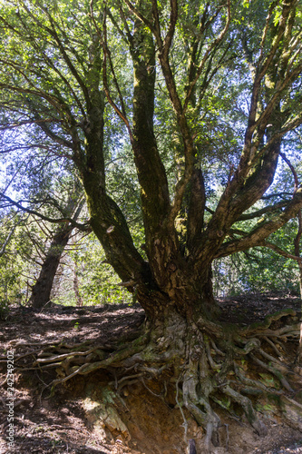 Live oak tree exposed roots holding out the trail erosion  California