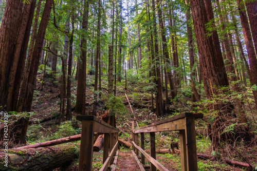 Redwood trees  Sequoia sempervirens  forest  California