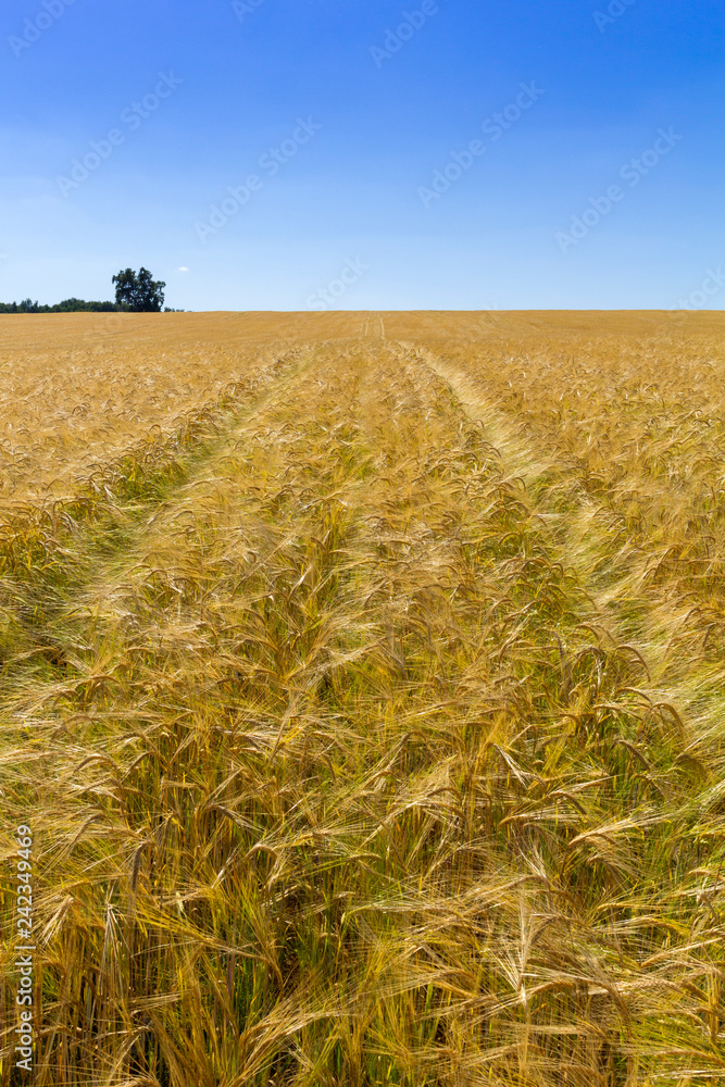 Field of yellow wheat under the blue sky and clouds