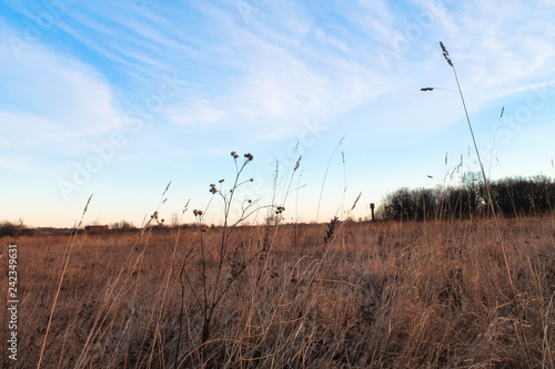 grass and sky © Коротков Александр
