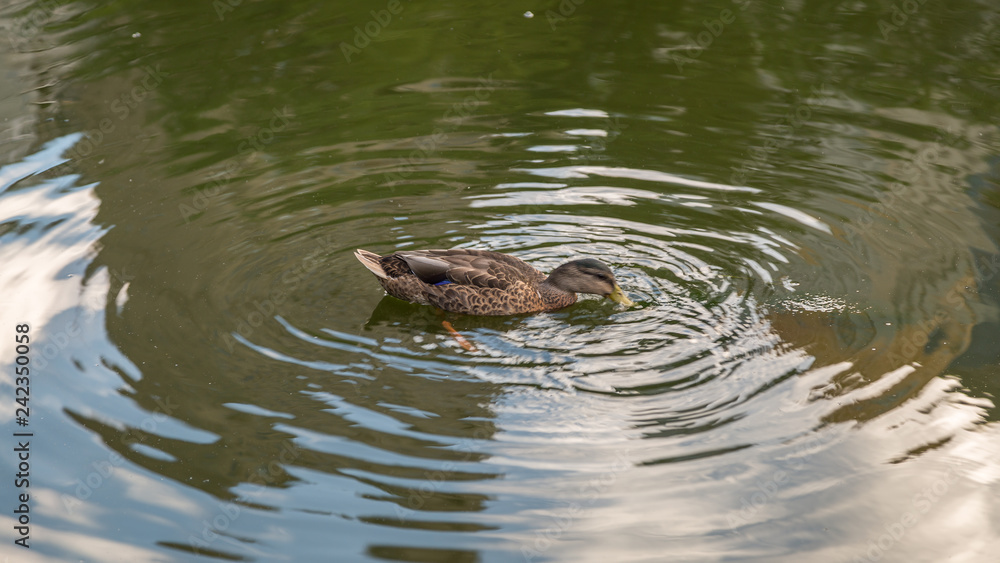 Ducks in Central Park