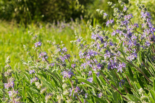 Cleveland sage (Salvia clevelandii) flowers growing on a meadow in spring, California photo