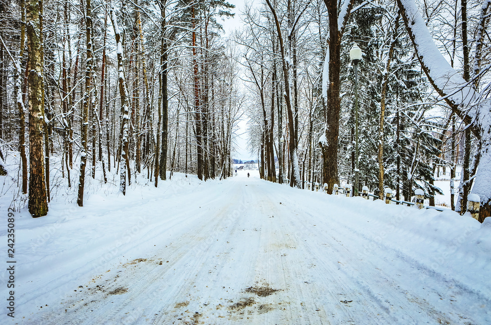 Obraz premium Snow covered winter forest landscape.