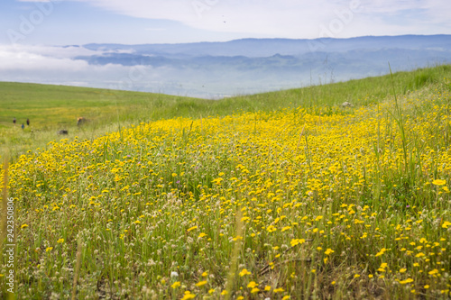 Meadow full of goldfield wildflowers  fog and clouds in the background  south San Francisco bay area  California