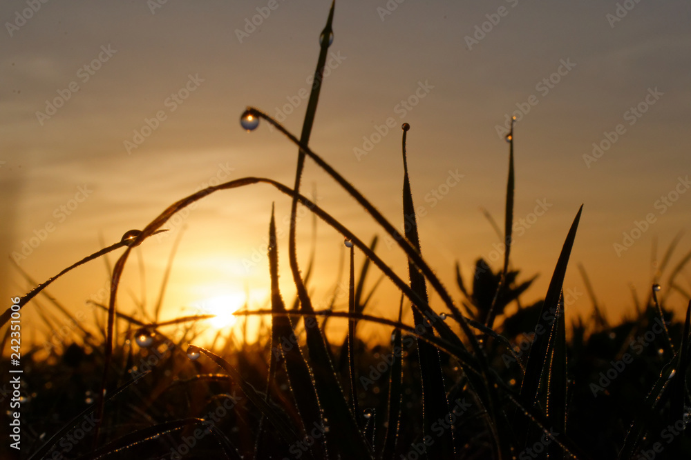 An amazing sunrise with waterdrops on grass An amazing sunrise with waterdrops on grass
