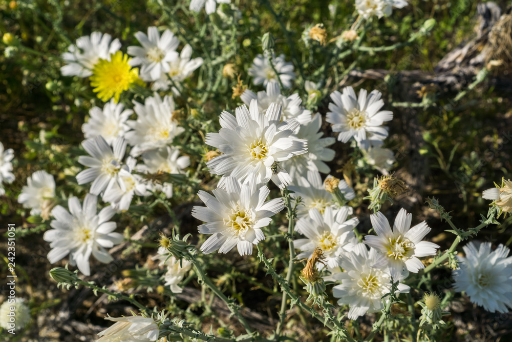 Obraz premium Image of Rafinesquia neomexicana wildflowers, also known as Desert Chicory, Plumeseed or New Mexico Plumeseed; Anza Borrego Desert State Park, California