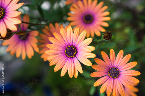 Close up of Orange African Daisy (Osteospermum) © Sundry Photography