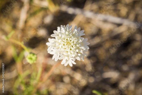 Close up of Chaenactis fremontii (Fremont's pincushion or Desert pincushion) wildflower, Anza Borrego Desert State Park, California photo