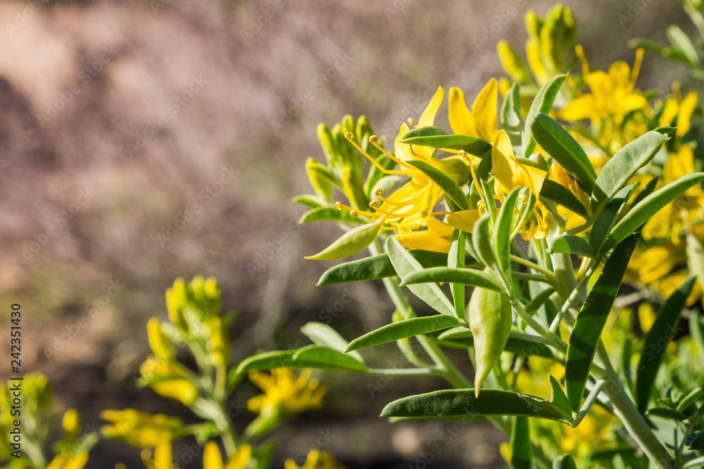Fototapeta premium Peritoma arborea (known as bladderpod, burrofat and California cleome) blooming in Joshua Tree National Park, California