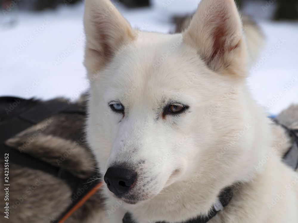 Close up of a dog sitting on snow covered field Close up of a dog sitting on snow covered field