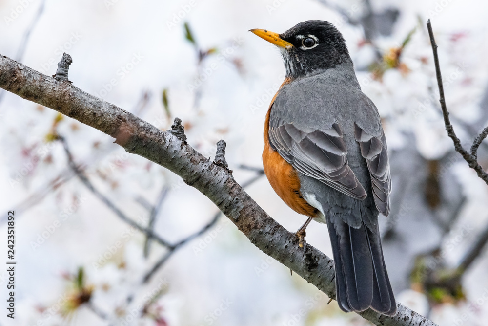 American Robin perched on a branch in a flowering tree American Robin perched on a branch in a flowering tree