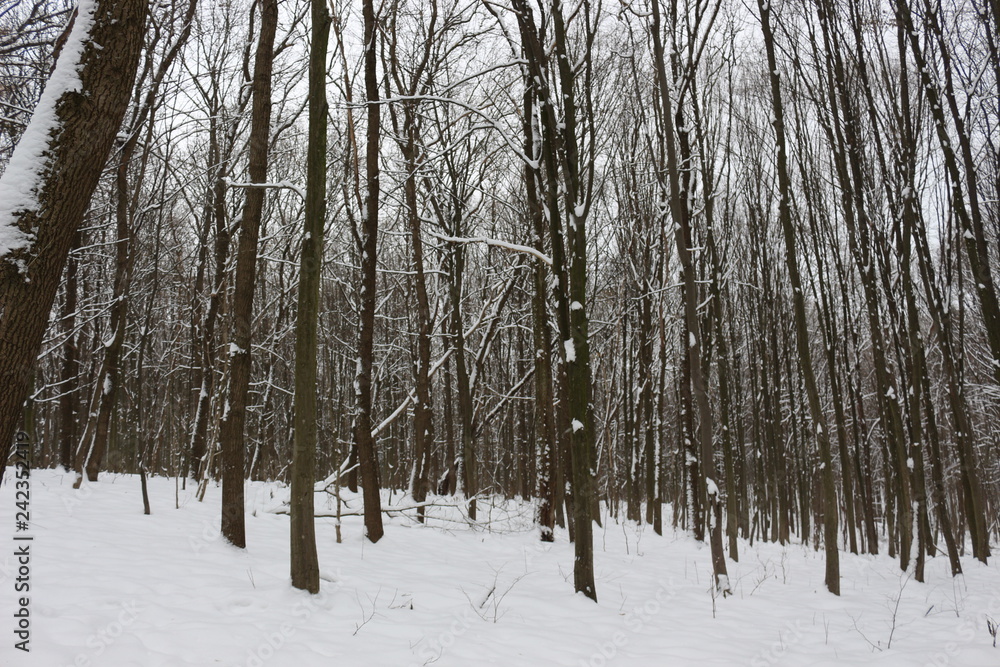 Winter snow-covered forest strikes with its beauty and silence Winter snow-covered forest strikes with its beauty and silence