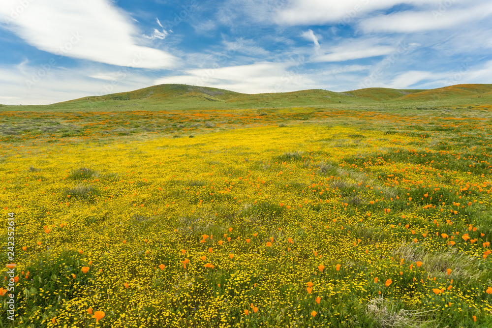 Goldfields blooming on the hills, California