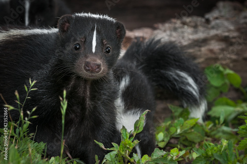 Striped Skunk (Mephitis mephitis) Doe Peers Out From Ground Summer