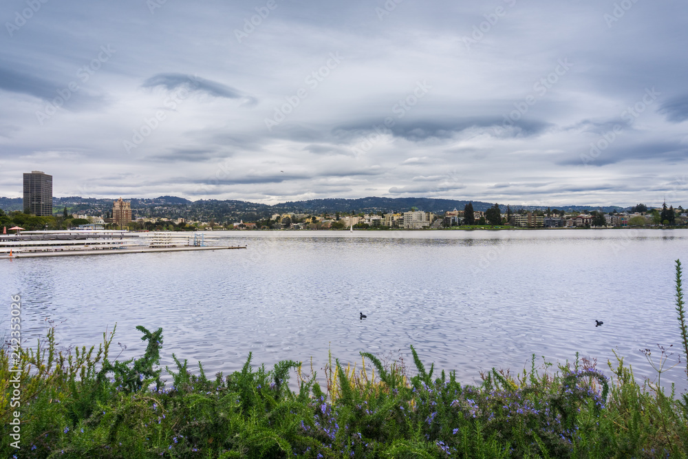 Flowers on the shoreline of Lake Merritt on a cloudy day, Oakland, California