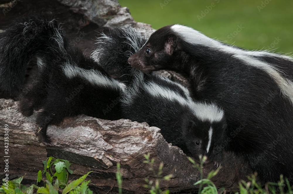 Striped Skunk (Mephitis mephitis) Doe Looks Over Kits Summer