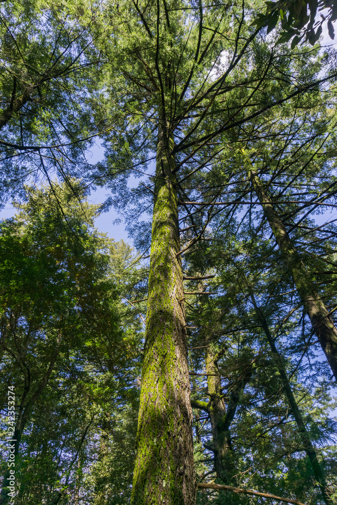 Fototapeta premium Evergreen forest, San Francisco bay area, California