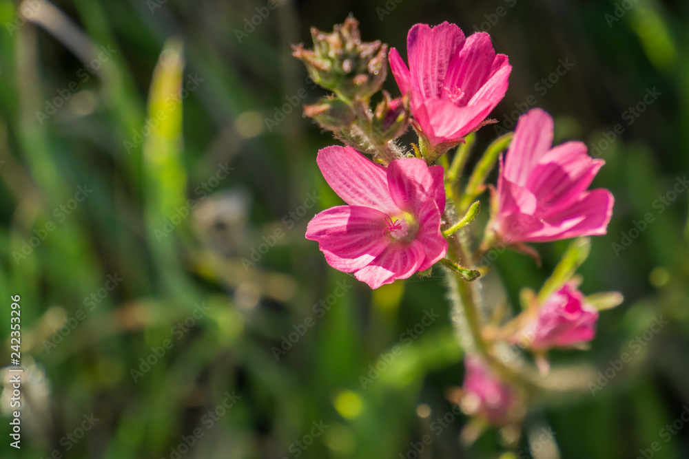 Close up of Checkerbloom (Sidalcea malviflora) wildflowers, California Close up of Checkerbloom (Sidalcea malviflora) wildflowers, California
