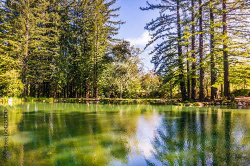 Photography Redwood trees reflected in a calm pond, San Francisco bay area, California