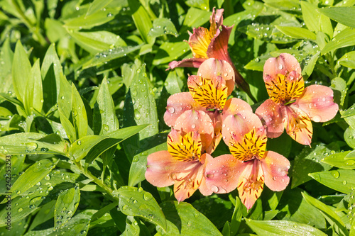Fototapeta Naklejka Na Ścianę i Meble -  Alstromeria - Peruvian lily flowers with leaves and copy space