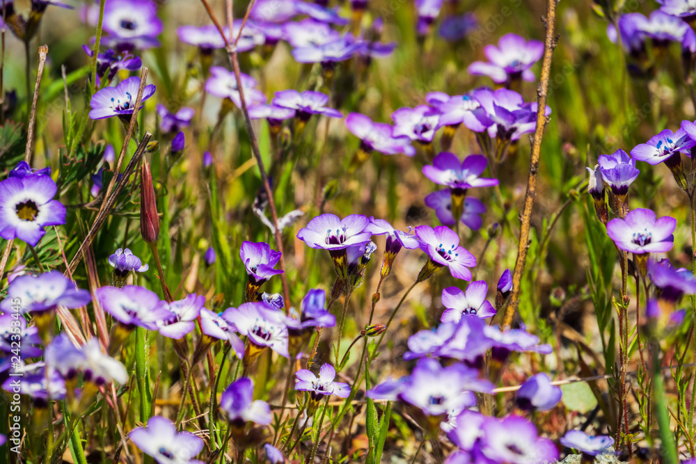 Gilia wildflowers blooming on a meadow, Henry W. Coe State Park, California