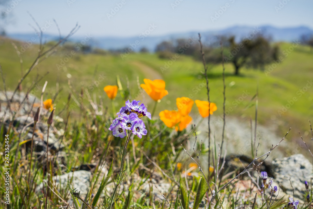 Close up of Gilia wildflowers, blurred poppies in the background, Henry W. Coe State Park, California; selective focus Close up of Gilia wildflowers, blurred poppies in the background, Henry W. Coe State Park, California; selective focus