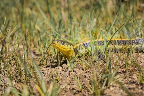Photography Garter snake (Thamnophis atratus zaxanthus) basking in the sun on a hot day, San