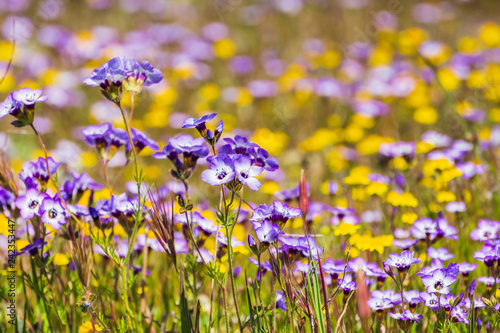 Goldfields and Gilia wildflowers blooming on a meadow, Henry W. Coe State Park, California