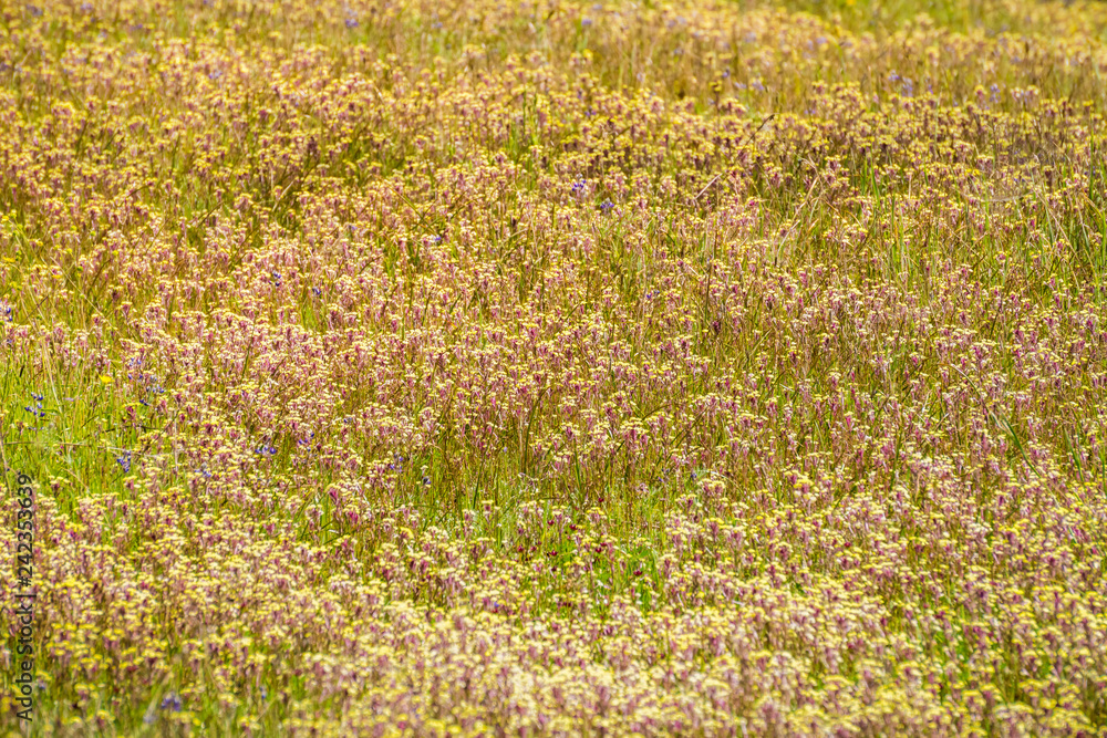 Field of Butter'n'eggs (Triphysaria eriantha) wildflowers, California Field of Butter'n'eggs (Triphysaria eriantha) wildflowers, California