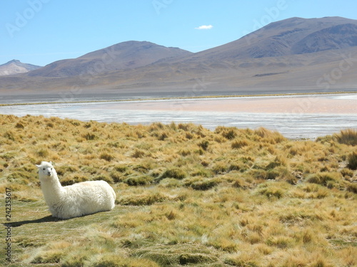 Lama in bolivia
