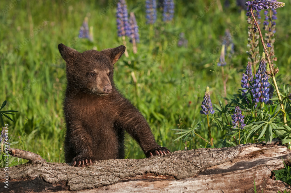 Fototapeta premium Black Bear Cub (Ursus americanus) Paws Up on Log Summer
