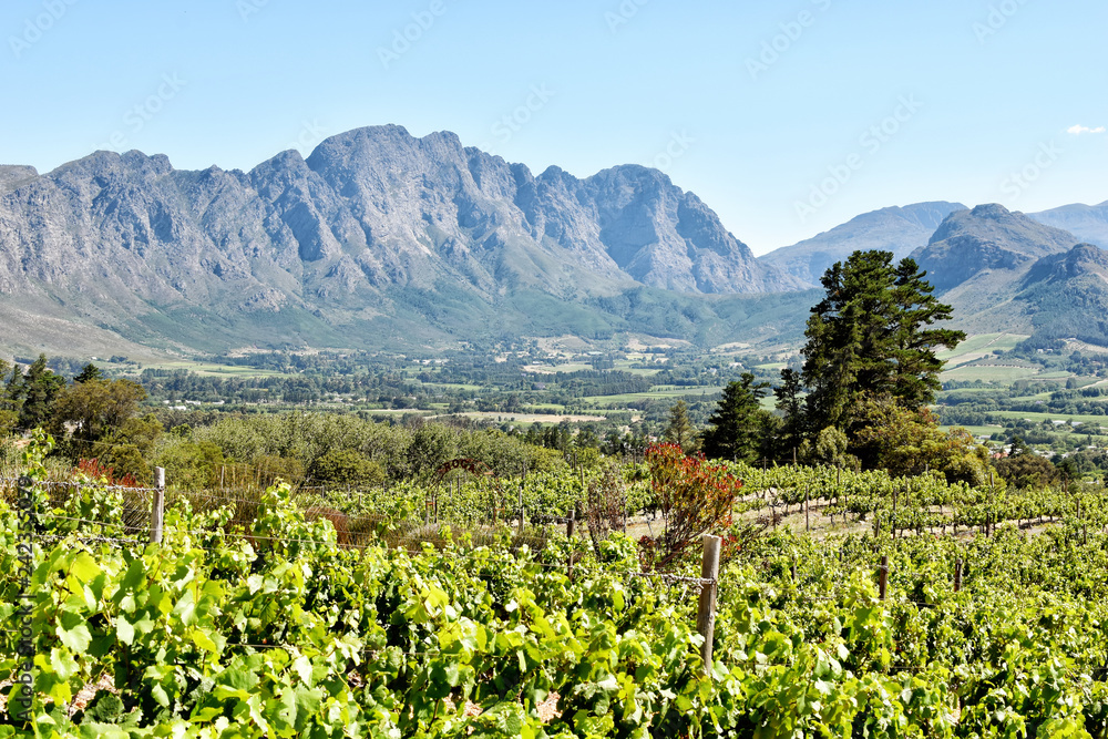 Cape Winelands - Franschhoek Valley