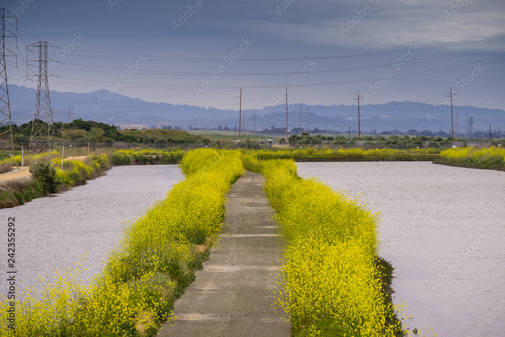 The wild mustard flowers blooming in spring on the bay trail, Sunnyvale, San Francisco bay, California