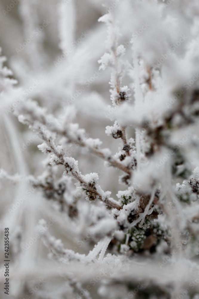 Macro frosted outdoors plants on the countryside in the morning on winter. Macro frosted outdoors plants on the countryside in the morning on winter.