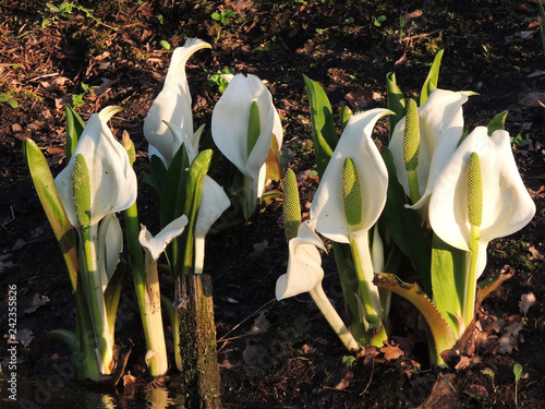 Lysichiton of Kamchatka, Lysichiton camtschatcensis, during flowering photo