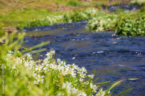 White meadowfoam  Limnanthes alba  blooming on the shores of a creek  North Table Mountain Ecological Reserve  Oroville  California