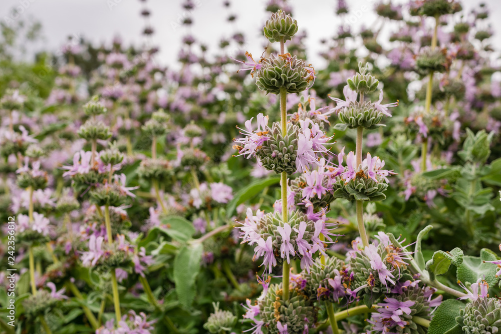 Obraz premium Purple sage (Salvia leucophylla) blooming in spring, California